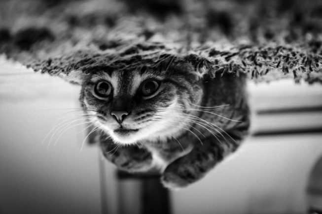 Kitten animal photography