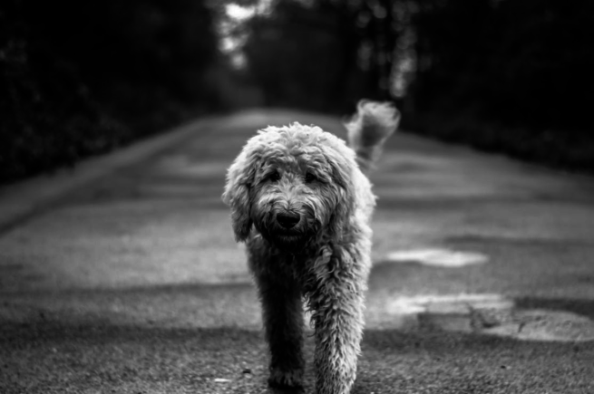 Dog animal photography