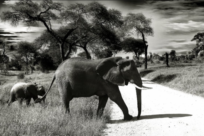 Elephant black and white animal photography