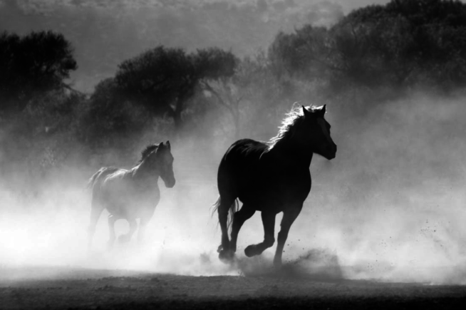 Horses black and white animal photography