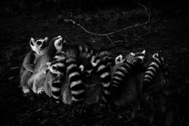 Lemurs black and white animal picture