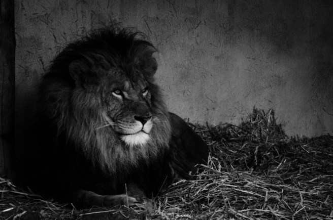 Black and white lion photograph