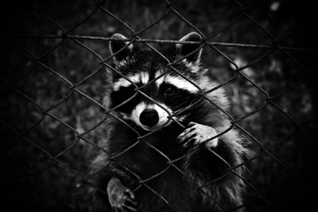 Raccoon black and white photography